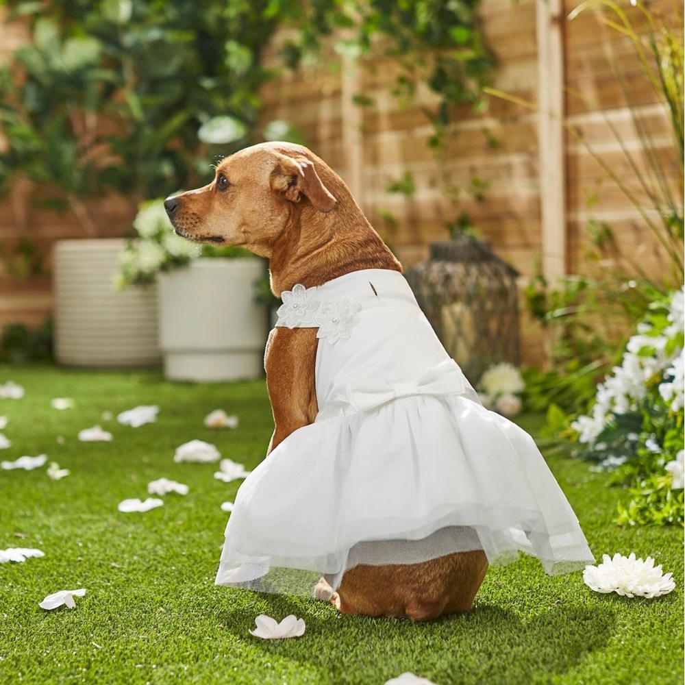 Formal Dog Dress for party or wedding.